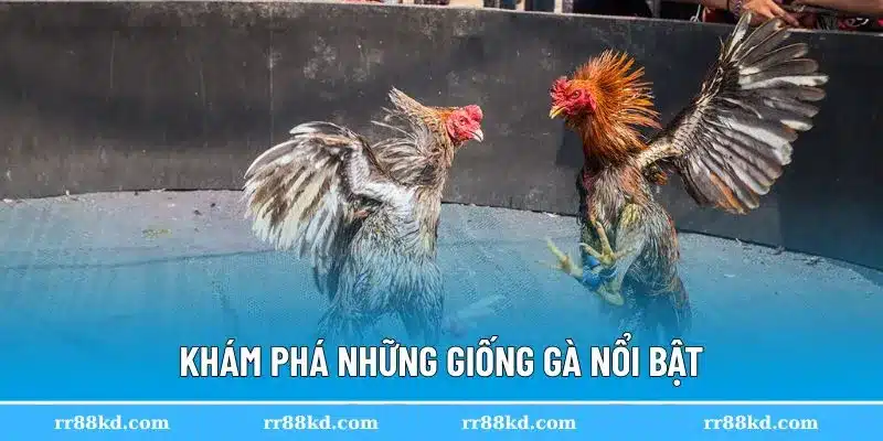 Những dòng gà được ưa chuộng nhất