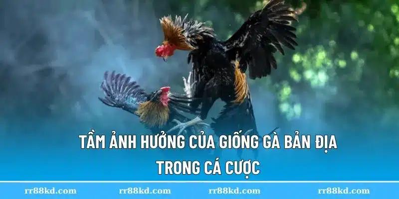 Đá gà tre tạo nên sức hút độc đáo