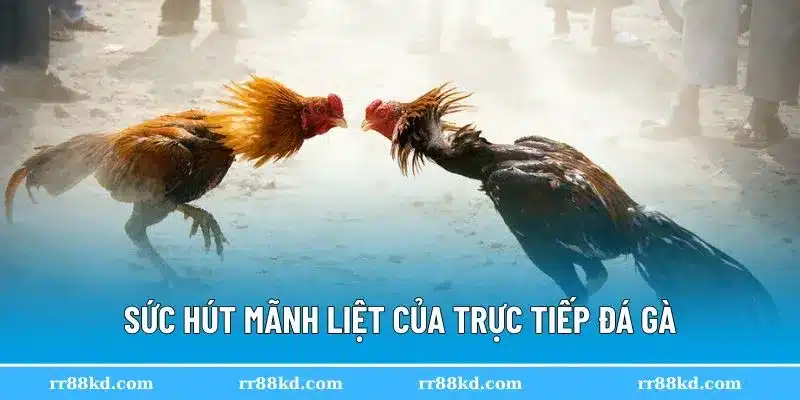 Trực tiếp đá gà luôn thu hút sự quan tâm